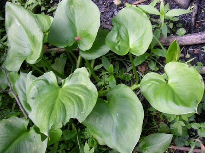 Calla palustris