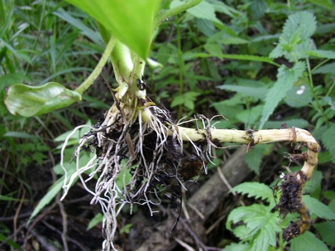 Calla palustris