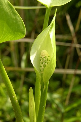 Calla palustris