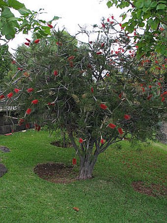 Callistemon rigidus