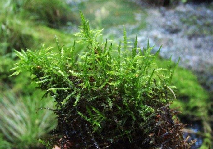 Calliergonella cuspidata