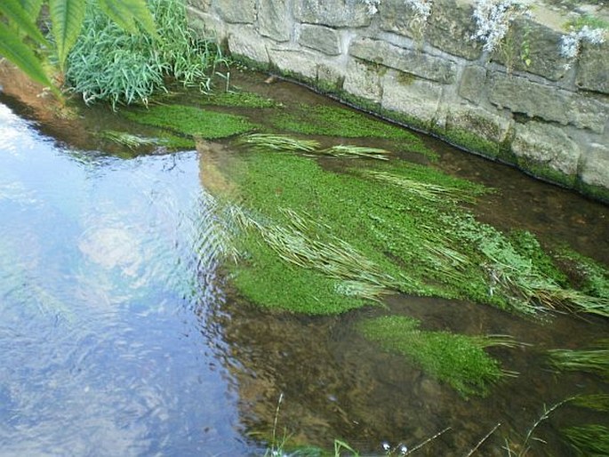 Callitriche platycarpa