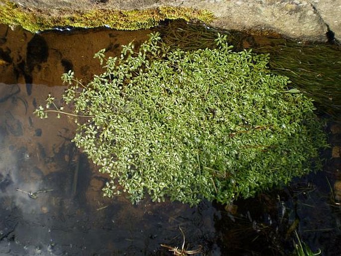 Callitriche platycarpa