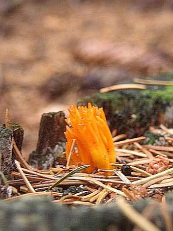 Calocera viscosa