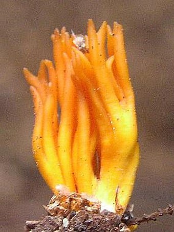 Calocera viscosa