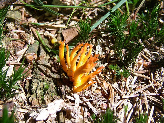 Calocera viscosa