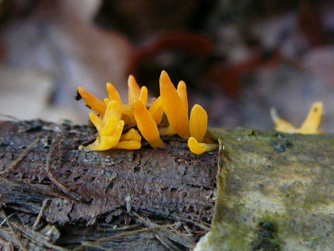 Calocera glossoides