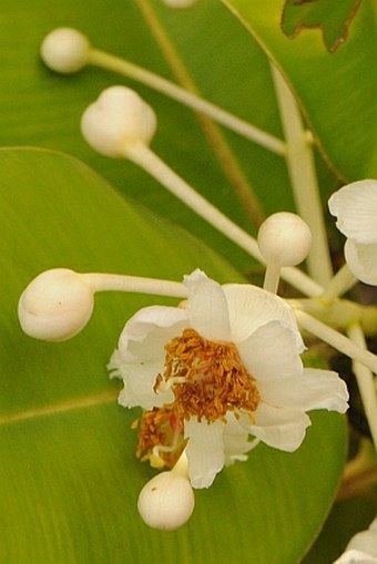 Calophyllum inophyllum