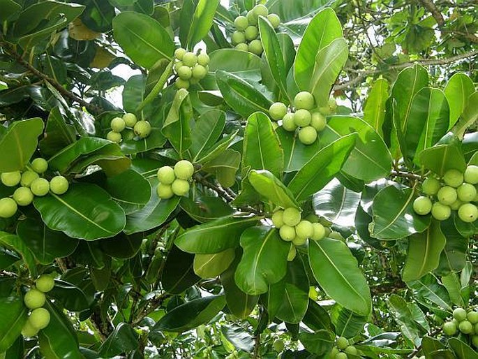 Calophyllum inophyllum