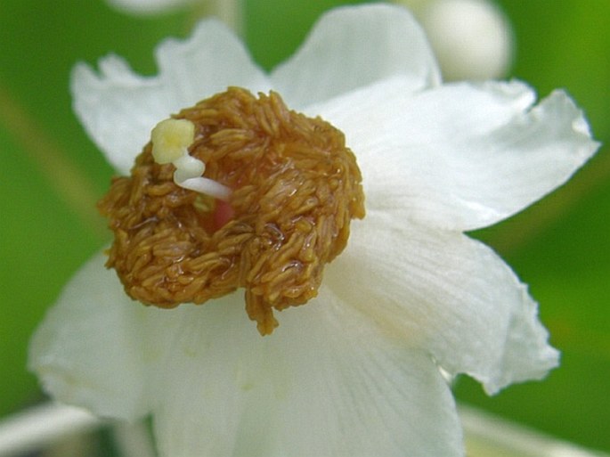 Calophyllum inophyllum