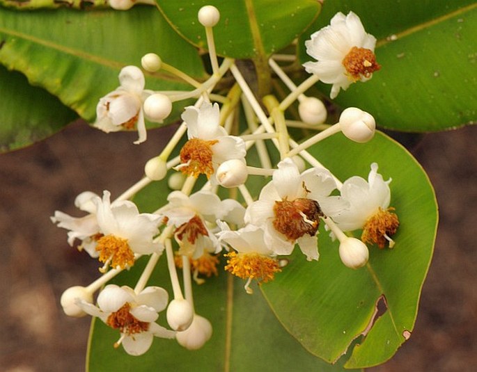 Calophyllum inophyllum