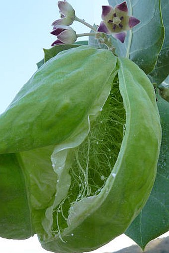 Calotropis procera