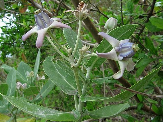 Calotropis gigantea