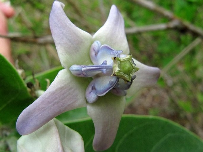 Calotropis gigantea