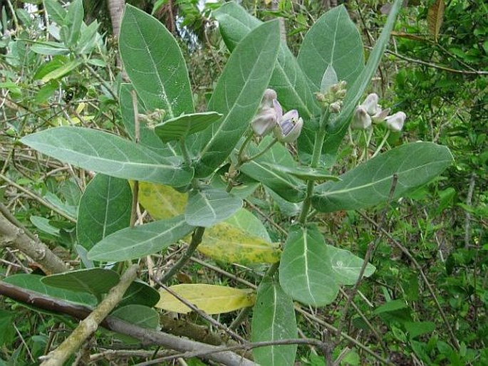 Calotropis gigantea