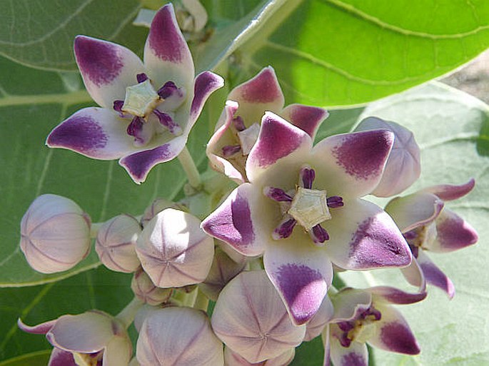 CALOTROPIS PROCERA (Aiton) W. T. Aiton – plchoplod otevřený