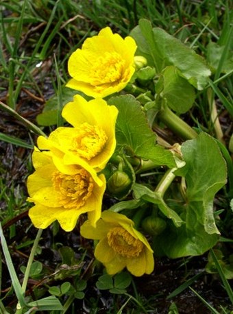 Caltha palustris