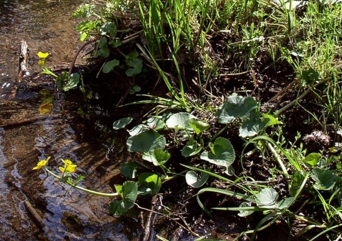 Caltha palustris