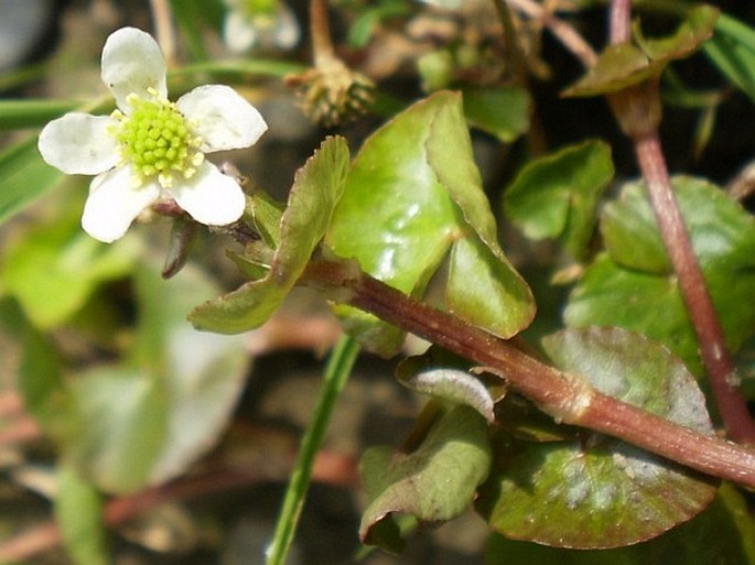 CALTHA NATANS Pallas ex Georgi - blatouch / záružlie