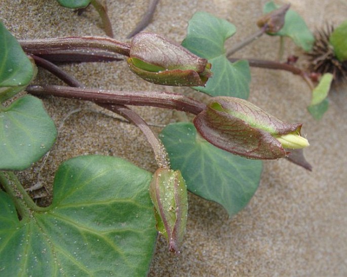 Calystegia soldanella