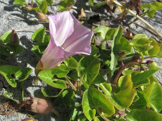 Calystegia soldanella