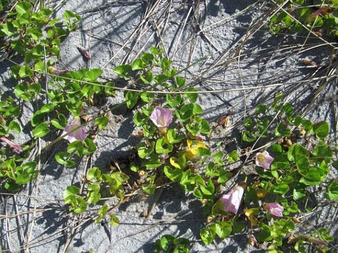 Calystegia soldanella