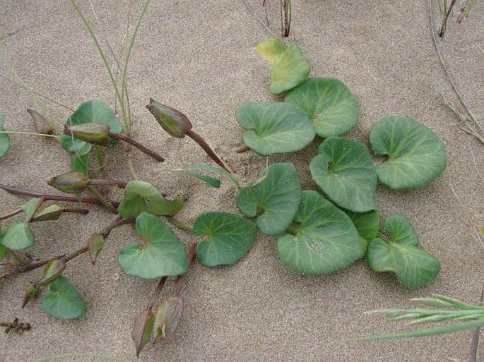 Calystegia soldanella