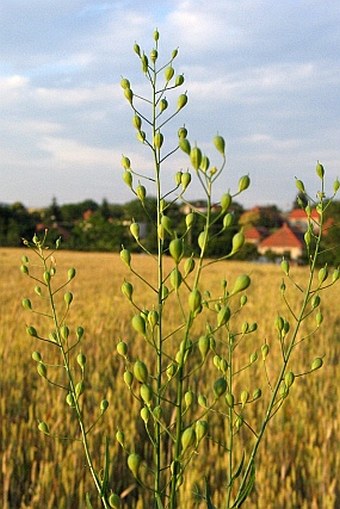 Camelina sativa