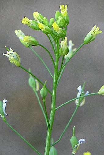 Camelina sativa