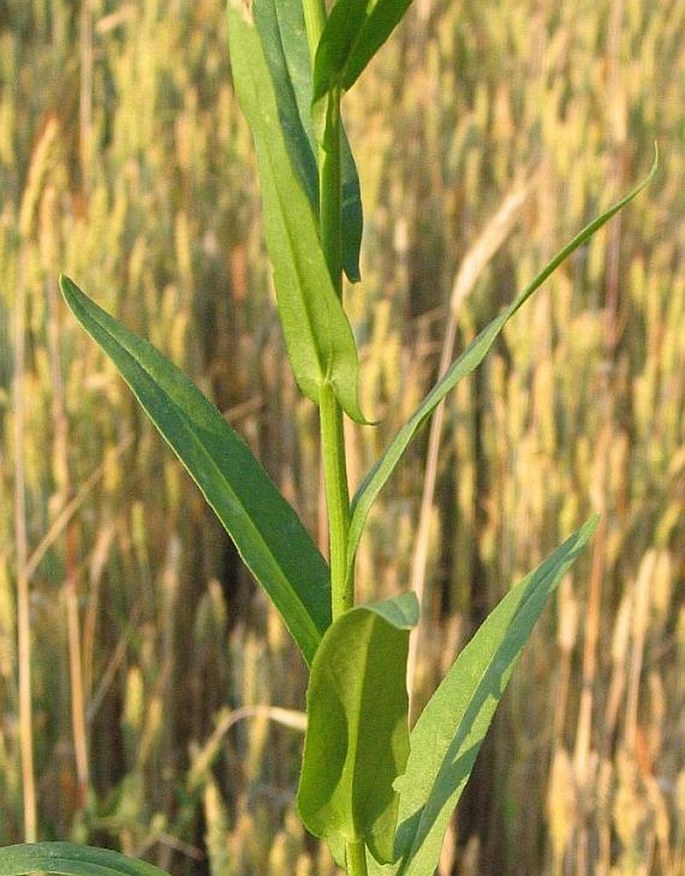 Camelina sativa