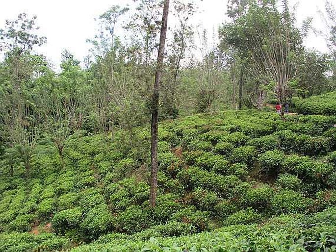 Camellia sinensis