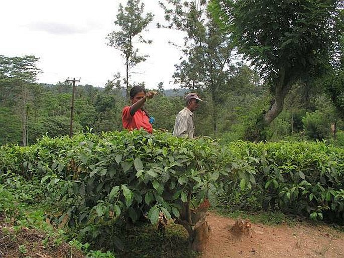 Camellia sinensis