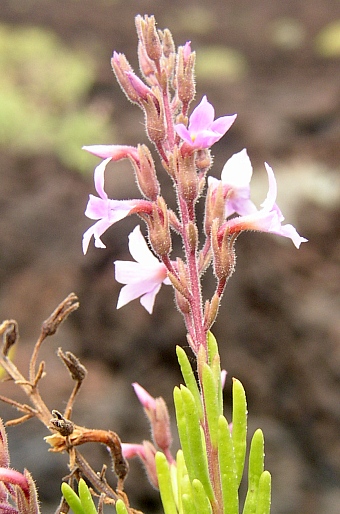 Campylanthus salsoloides