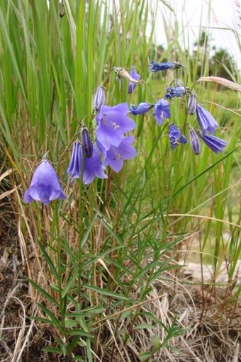 Campanula bohemica