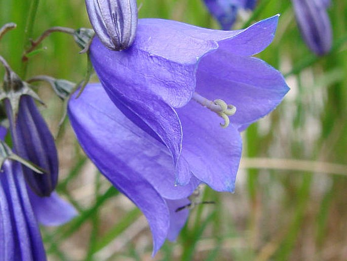 Campanula bohemica