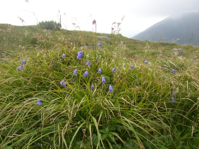 Campanula bohemica