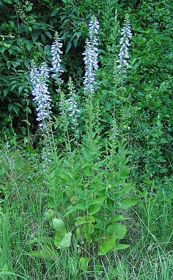 Campanula bononiensis