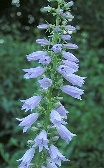 Campanula bononiensis