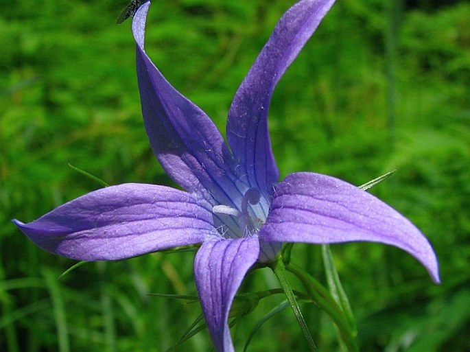 Campanula abietina