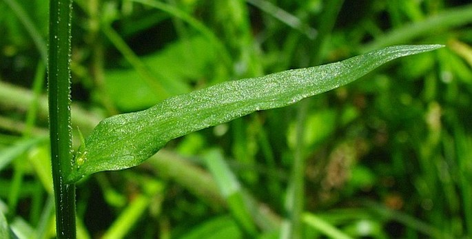 Campanula abietina