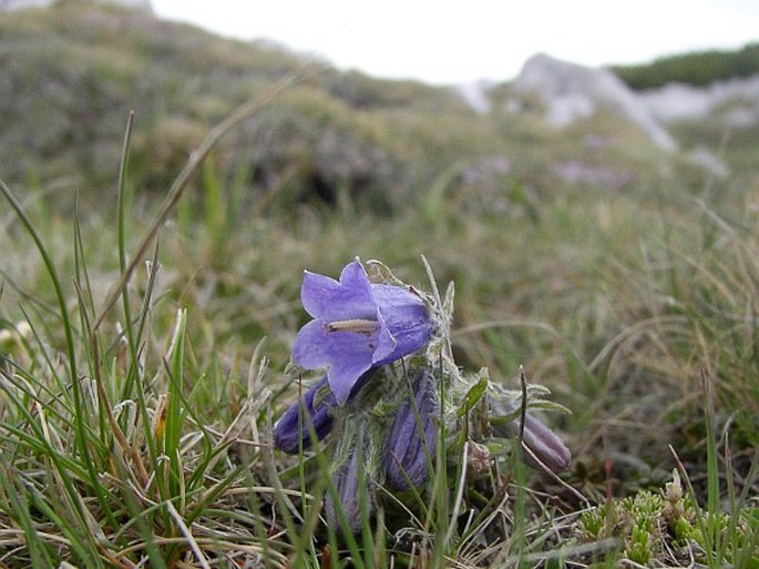 Campanula alpina