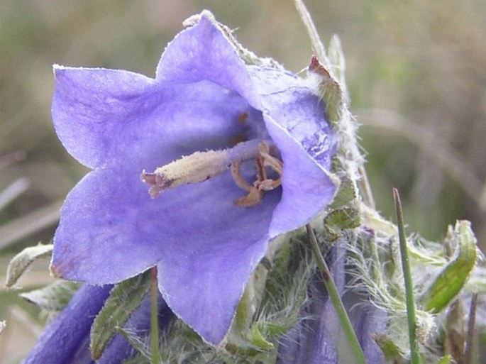 Campanula alpina