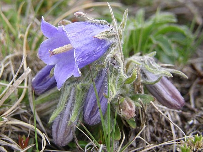 Campanula alpina