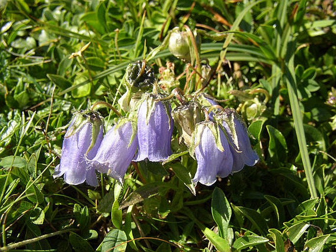 Campanula alpina