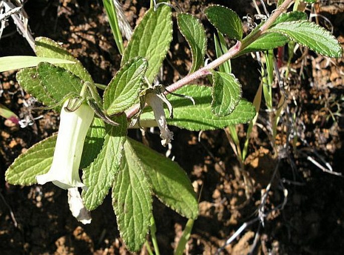 Campanula bravensis