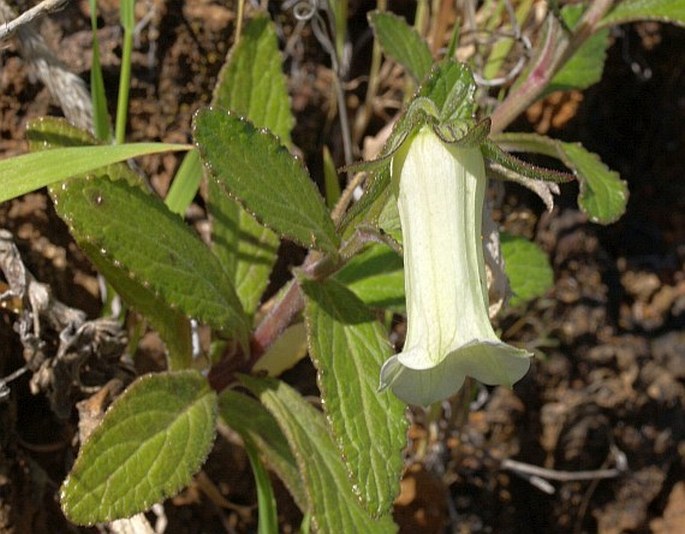 Campanula bravensis