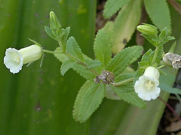 Campanula bravensis