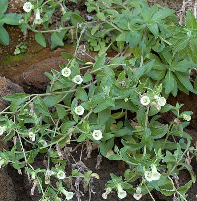 Campanula bravensis