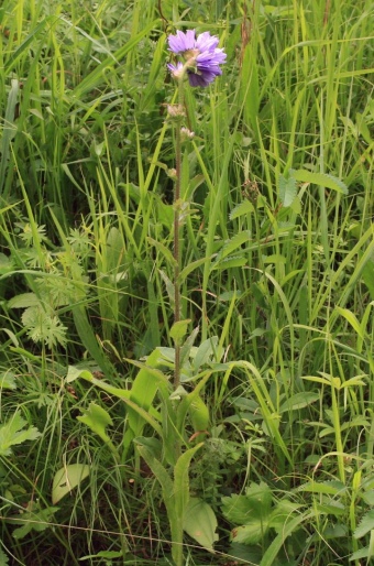 Campanula cervicaria