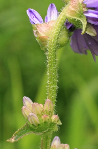 Campanula cervicaria